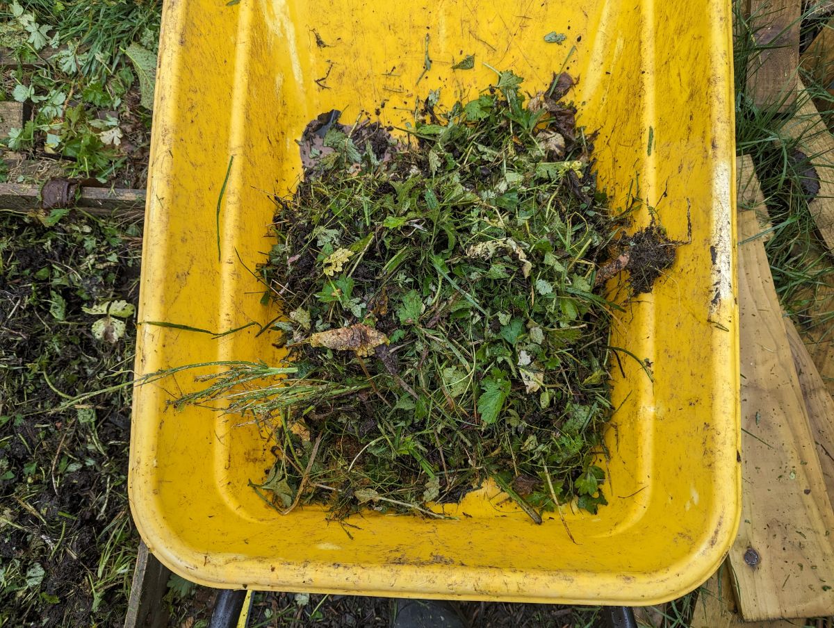 Pulling weeds from a raised bed