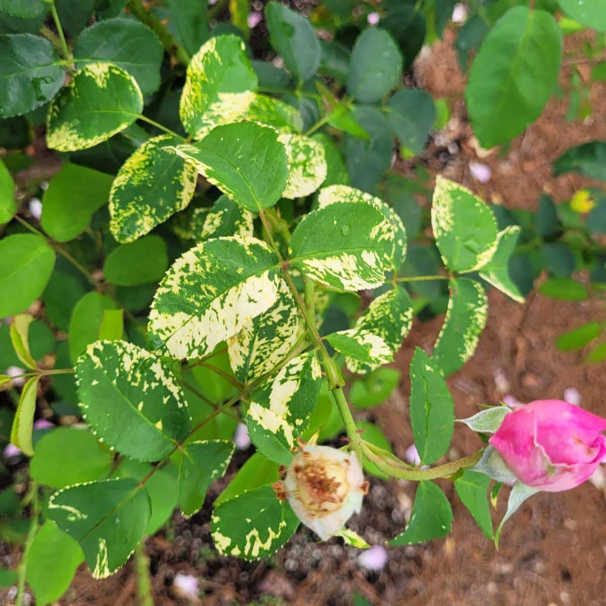 A rose infected with rose mosaic virus.