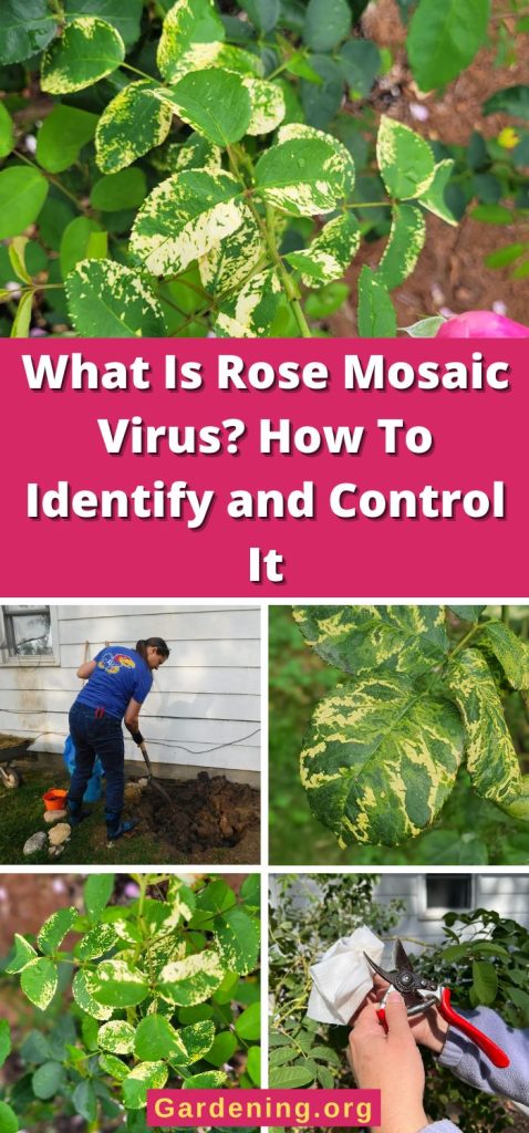 What Is Rose Mosaic Virus? How To Identify and Control It pinterest image.