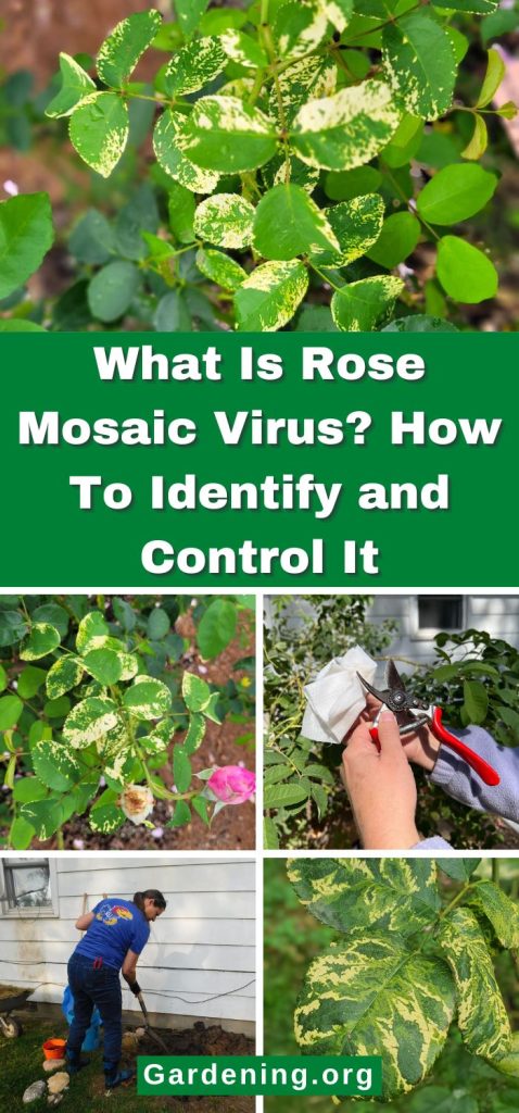 What Is Rose Mosaic Virus? How To Identify and Control It pinterest image.