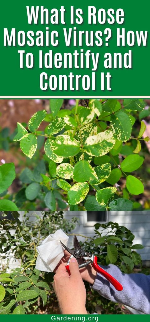 What Is Rose Mosaic Virus? How To Identify and Control It pinterest image.