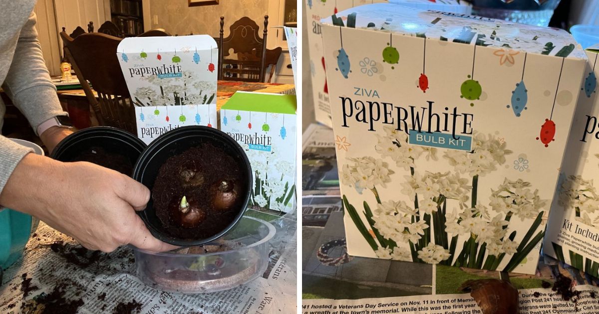 Planting Paperwhites for Christmas blossoming