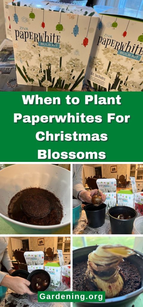 When to Plant Paperwhites For Christmas Blossoms pinterest image.