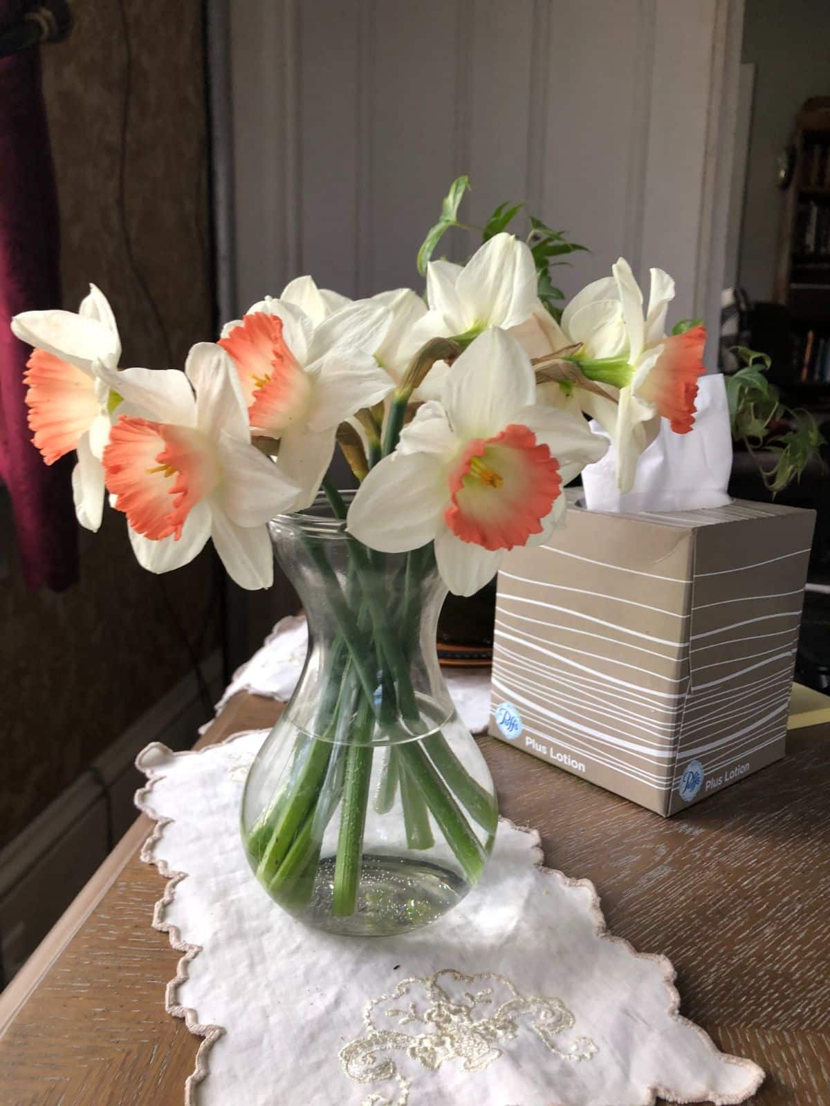 White daffodils with coral pink centers