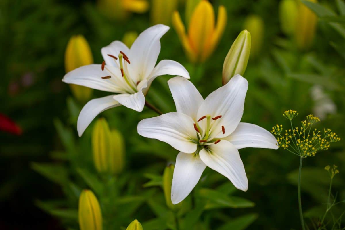 White lilies in bloom