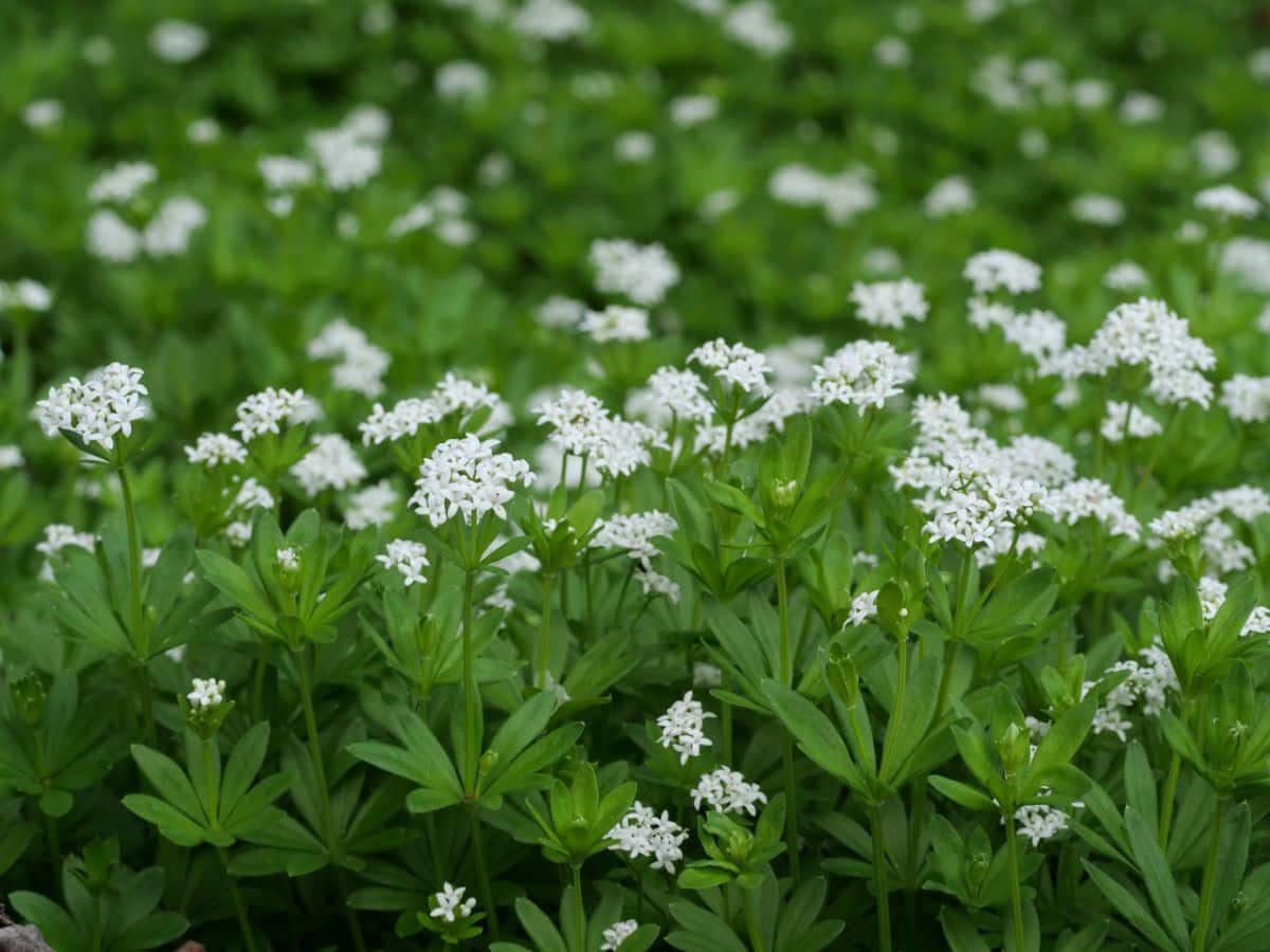A ground cover with green leaves and white flowers