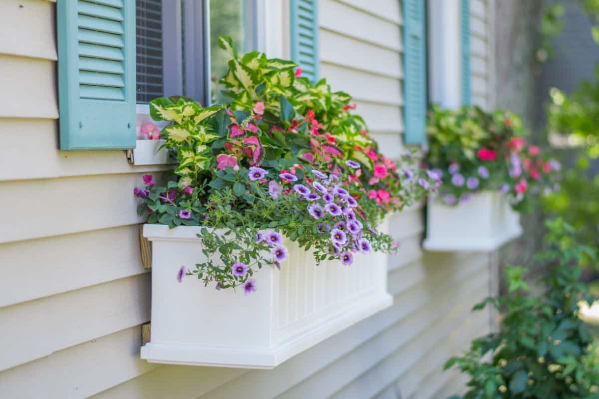 Window boxes with mixed flowering annuals