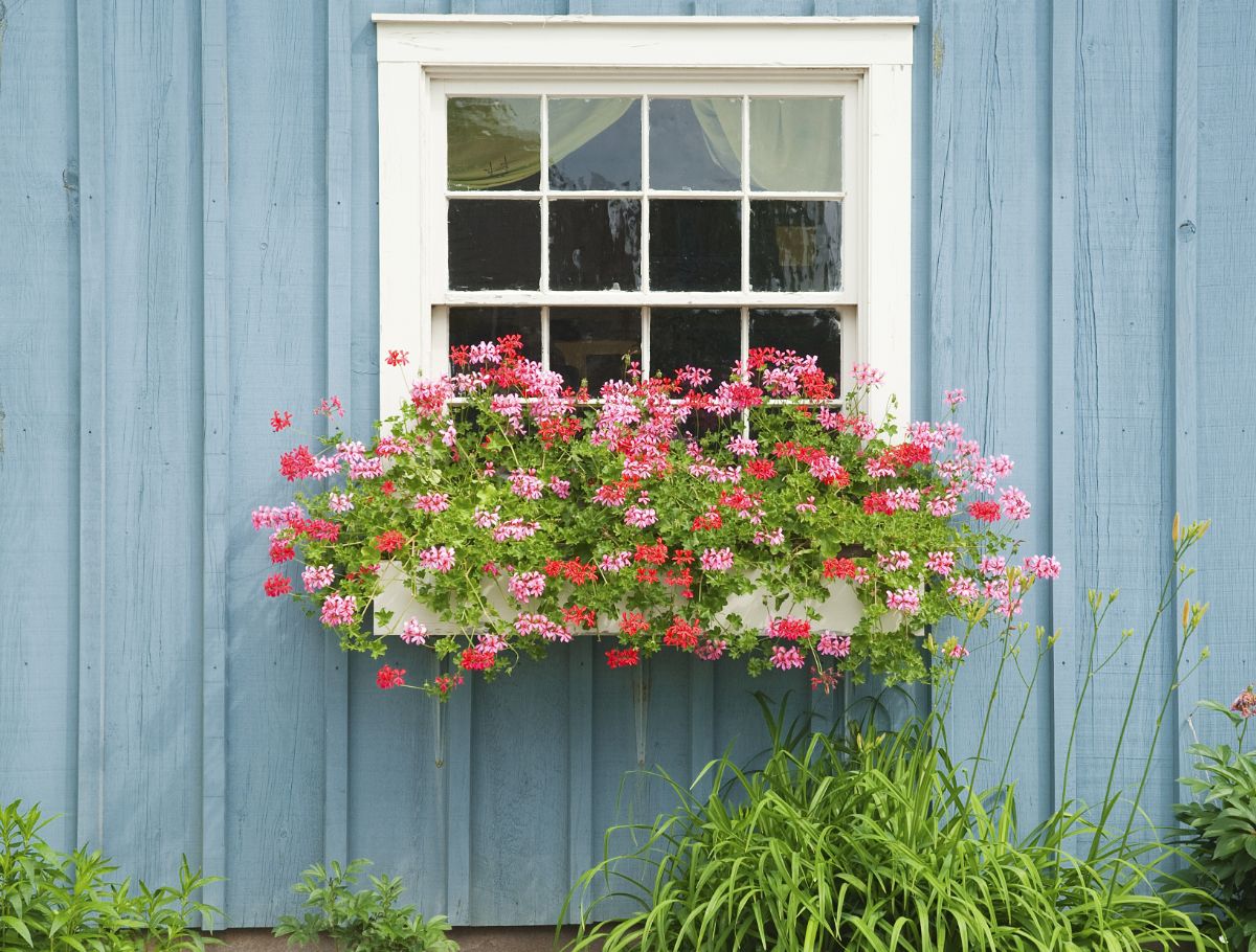 A window box with pink annual flowers