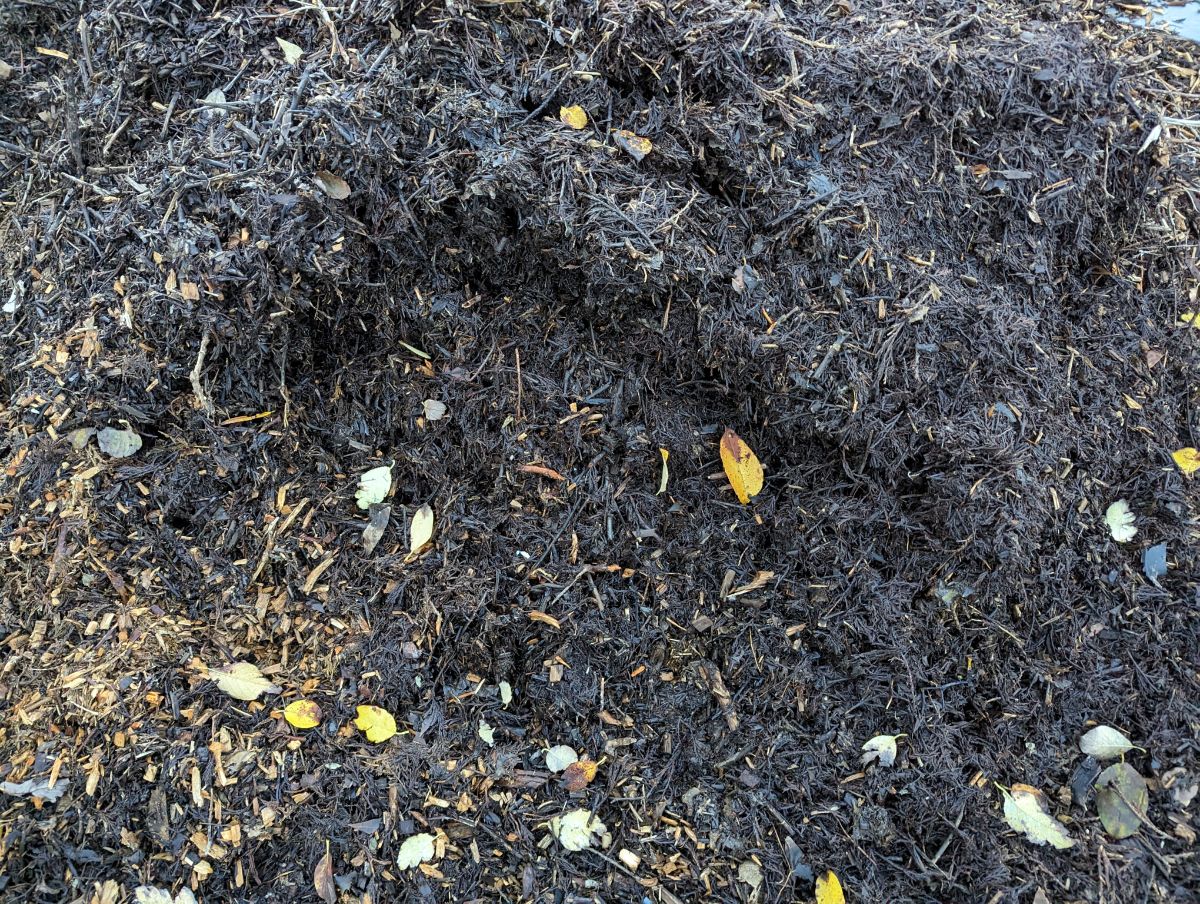 Composted wood chip on a raised bed