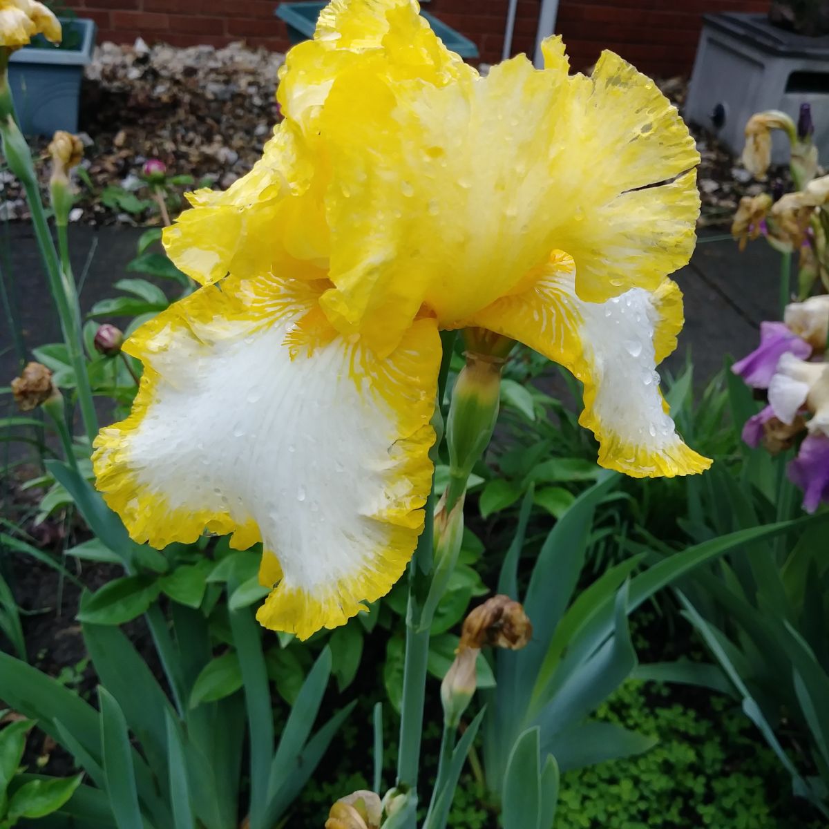 A thriving iris in good soil