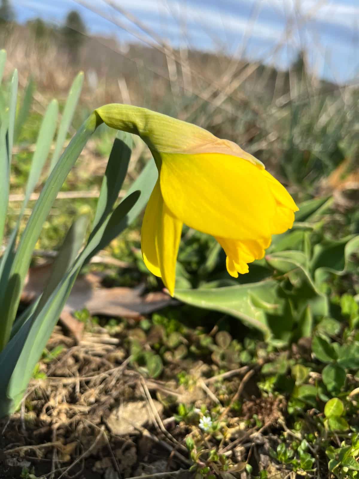 A daffodil budding in the spring