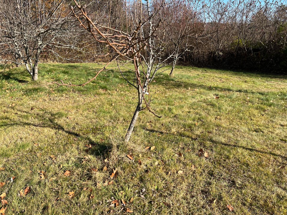 A young fruit tree in an orchard in fall