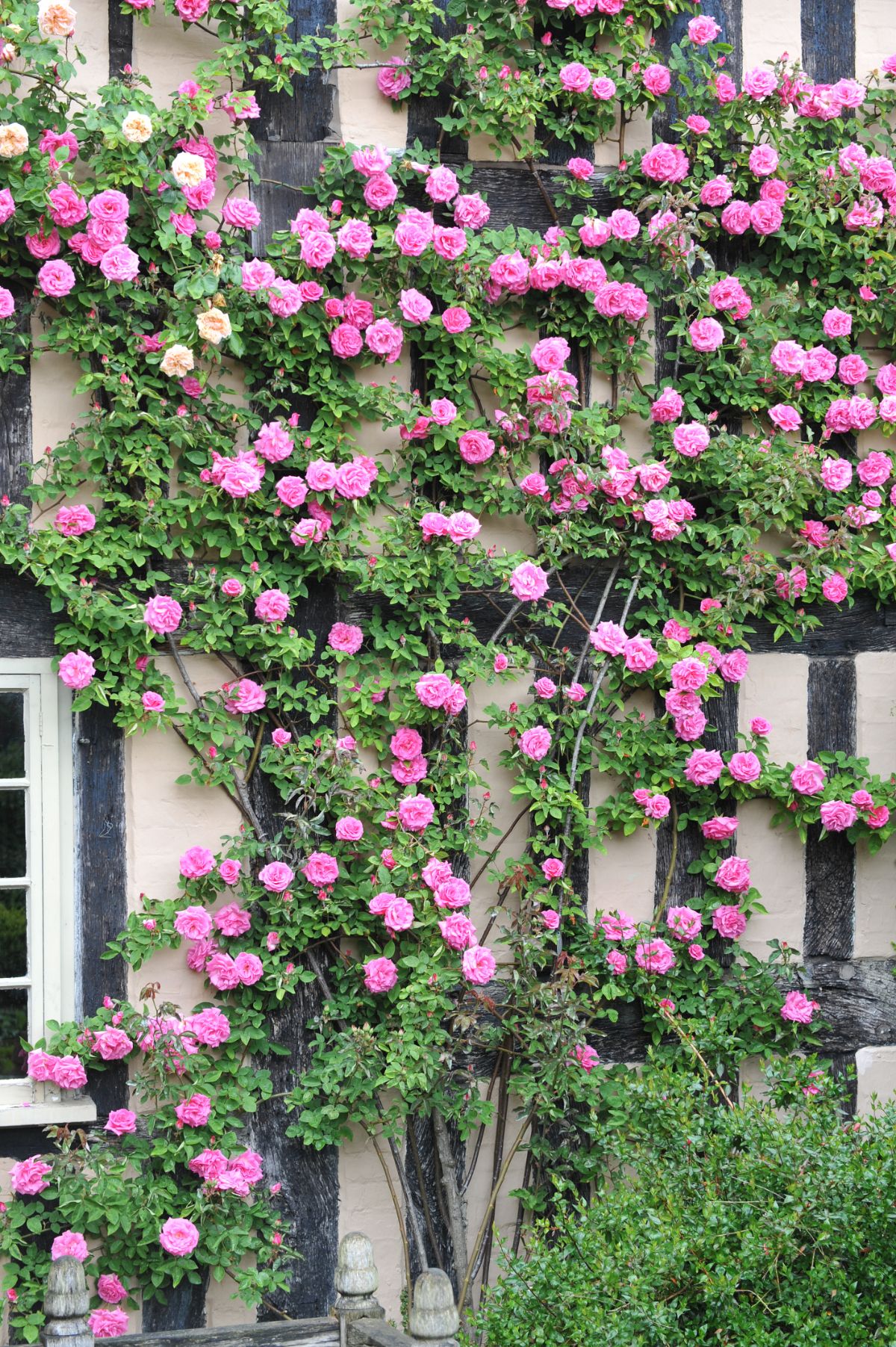 Pink Zephirine Drouhin rose growing against a wall