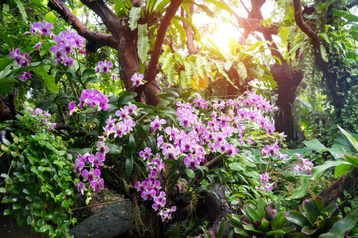 Orchids growing naturally in a rain forest