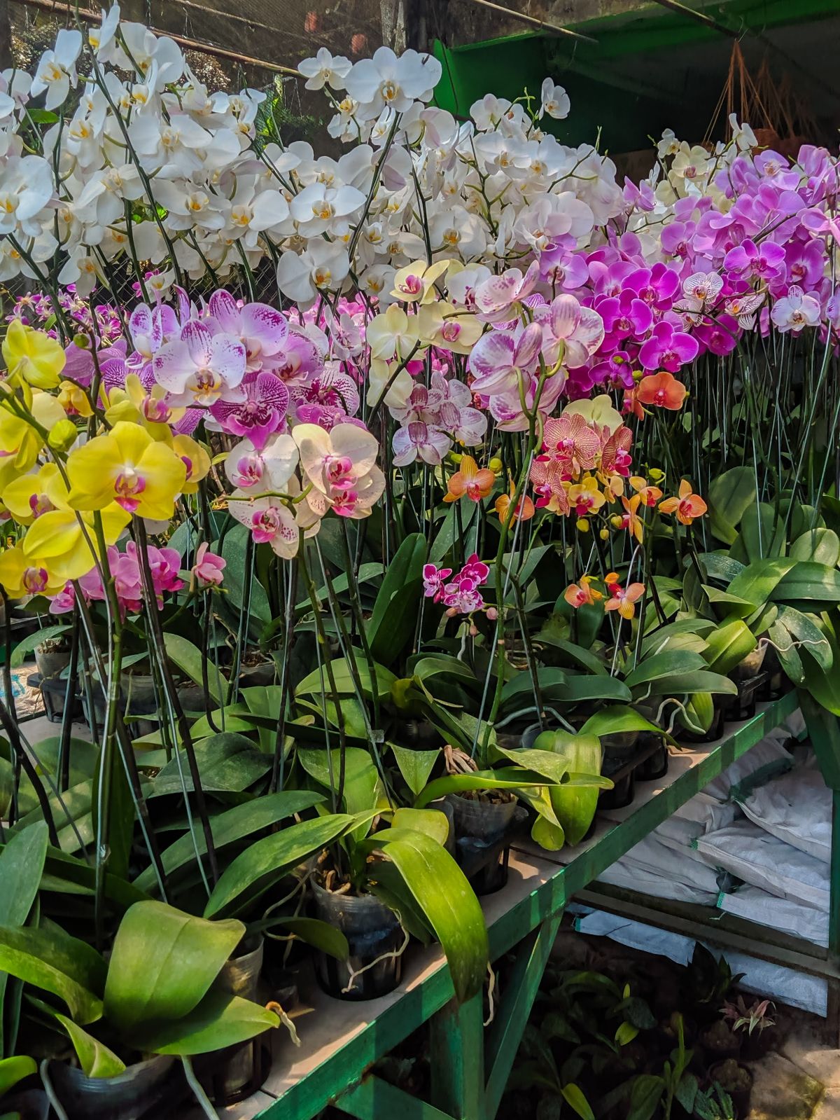 A selection of butterfly orchids in a store