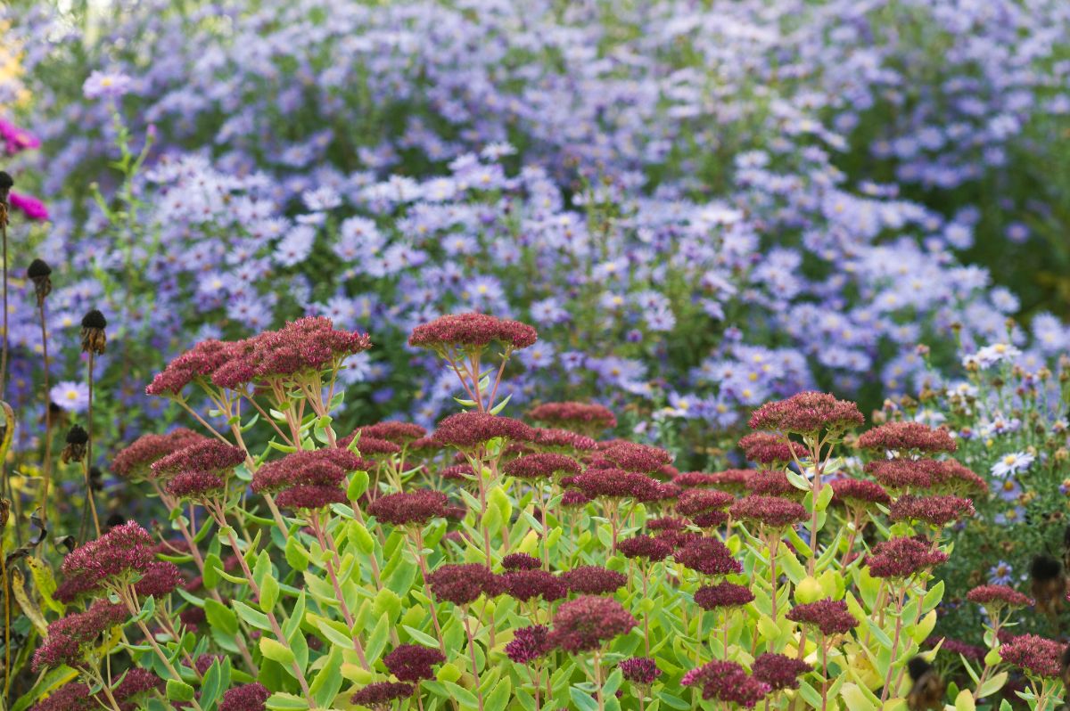 Asters and sedum planted for a mixed fall garden