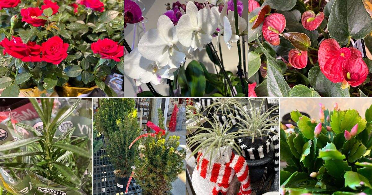 collage of live Christmas plants