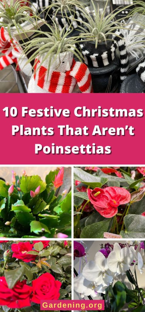 10 Festive Christmas Plants That Aren’t Poinsettias pinterest image.