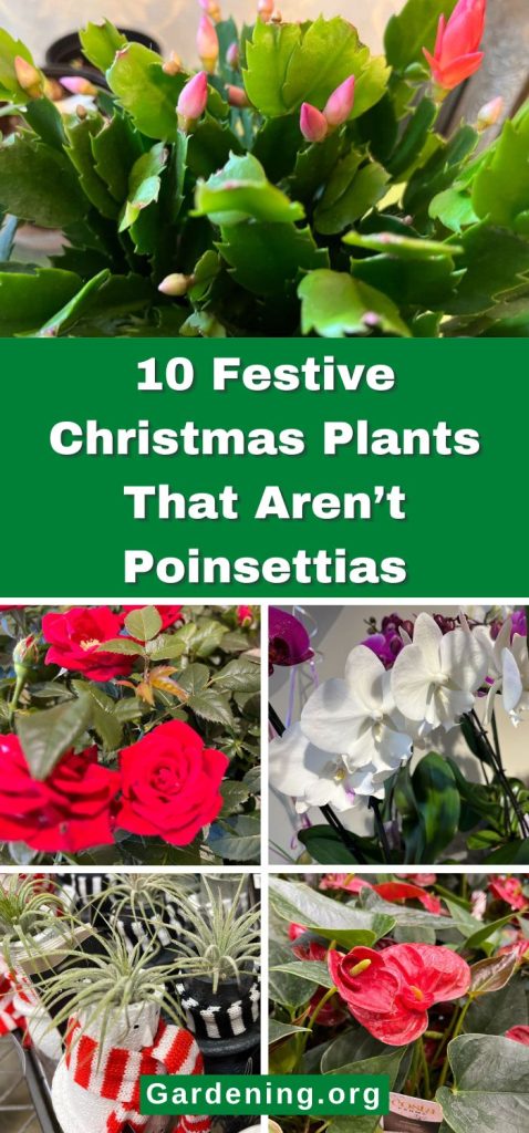 10 Festive Christmas Plants That Aren’t Poinsettias pinterest image.