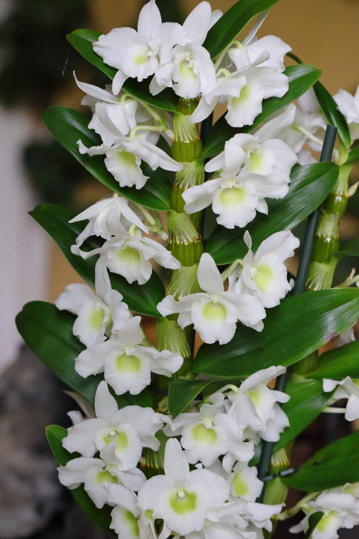 Spring Dream Apollon dendrobium orchid
