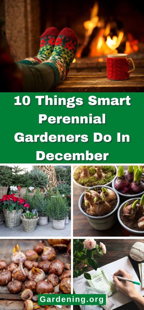10 Things Smart Perennial Gardeners Do In December pinterest image.