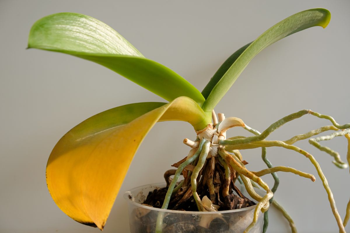 An orchid outgrowing its pot