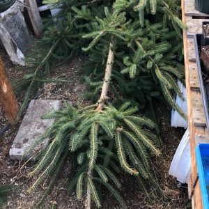 Used Christmas tree in garden storage.