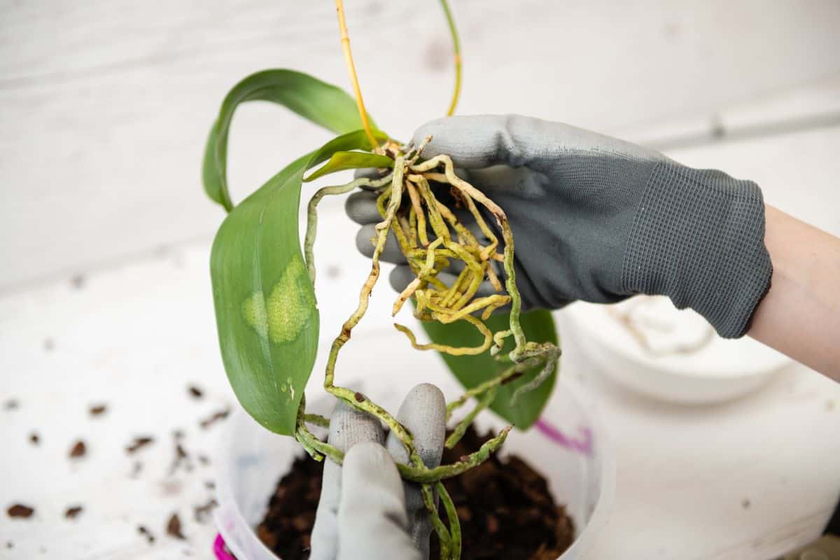 Diseases leaves and roots on an orchid