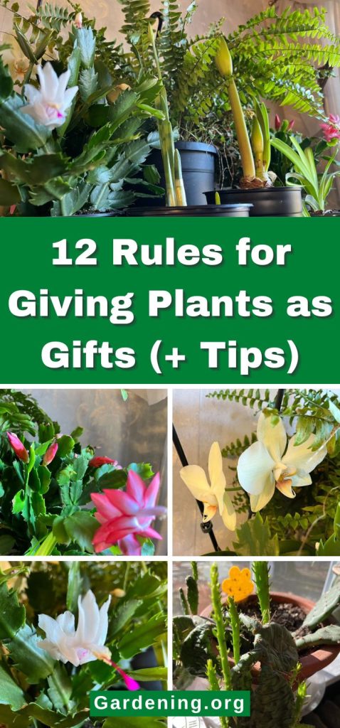 12 Rules for Giving Plants as Gifts (+ Tips) pinterest image.