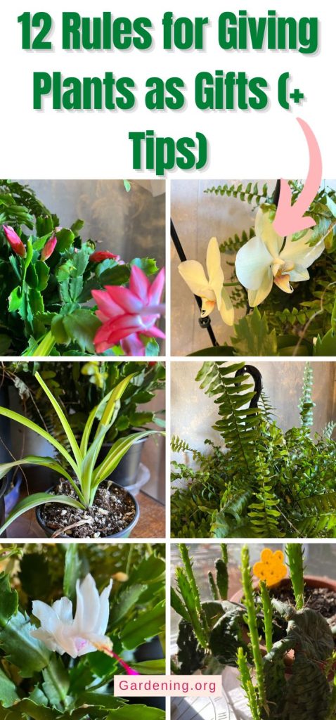 12 Rules for Giving Plants as Gifts (+ Tips) pinterest image.