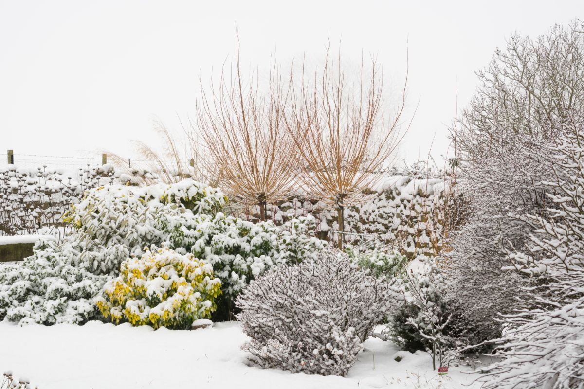 A snow covered winter garden