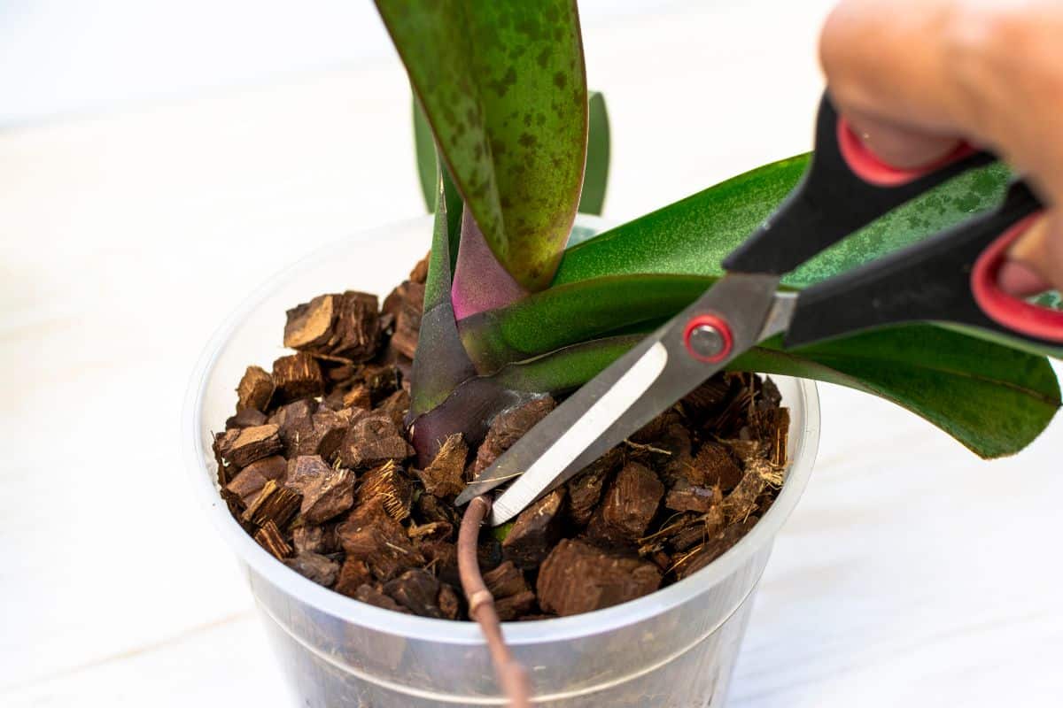 Cutting a spent flower stalk off an orchid