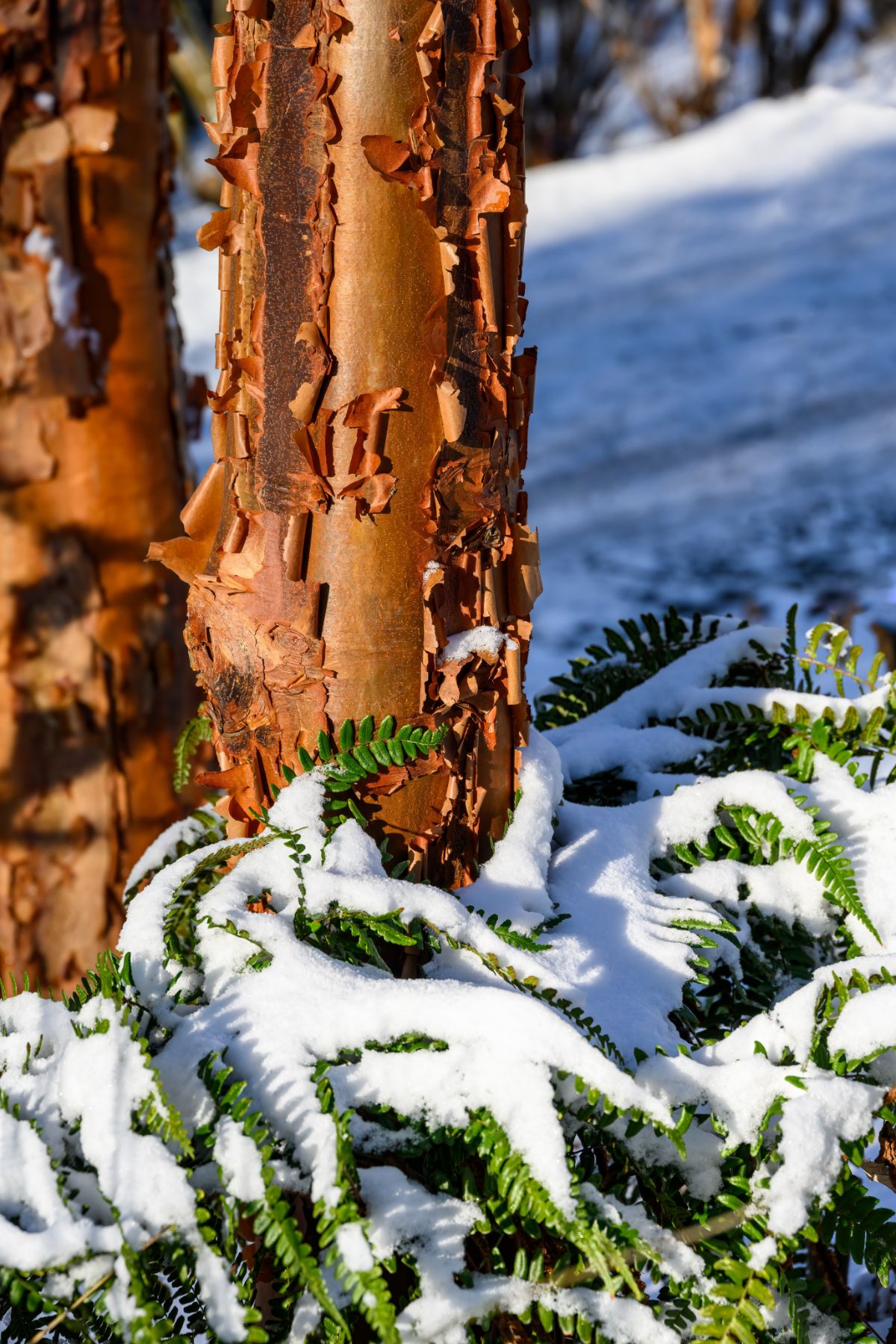 Paperbark maple in winter
