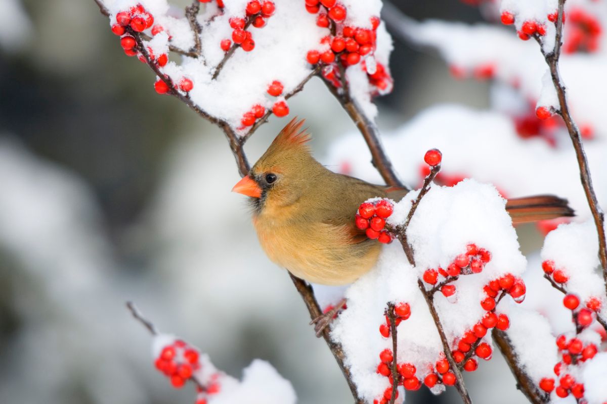 A female cardinal in a berry bush in winter