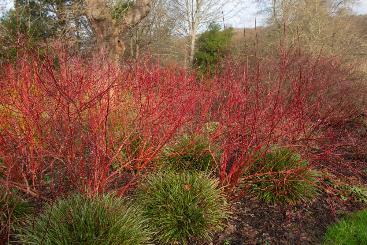Contrasting ornamental grasses and red dogwood stems in fall