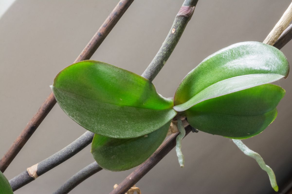 A keiki, baby orchid
