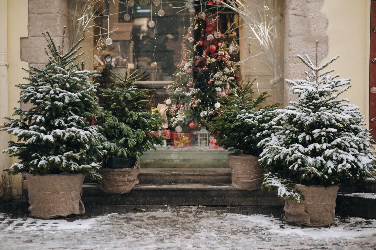 Potted evergreen trees decorating a doorstep