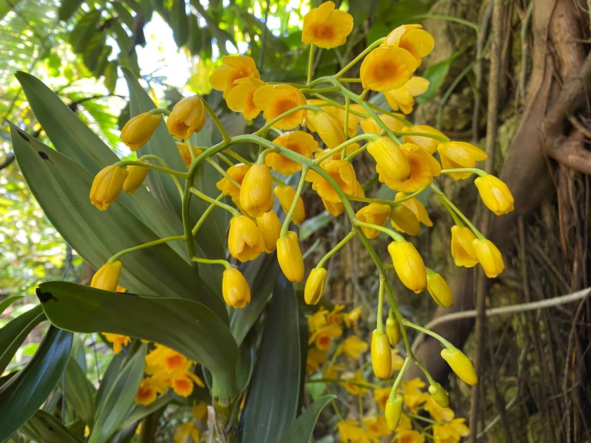 A yellow dendrobium orchid