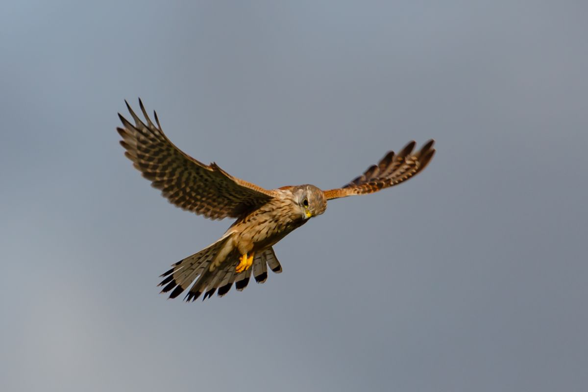 A male kestrel searches for food