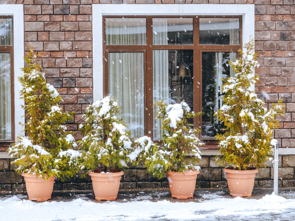 Large potted trees in winter