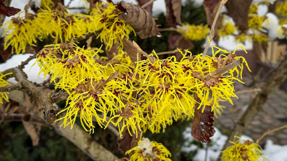 Witch hazel blooming in snow