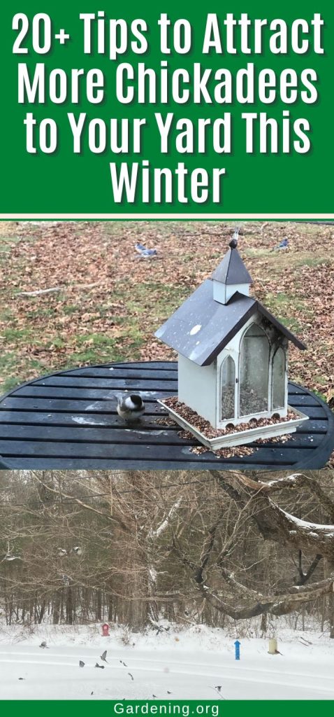 20+ Tips to Attract More Chickadees to Your Yard This Winter pinterest image.