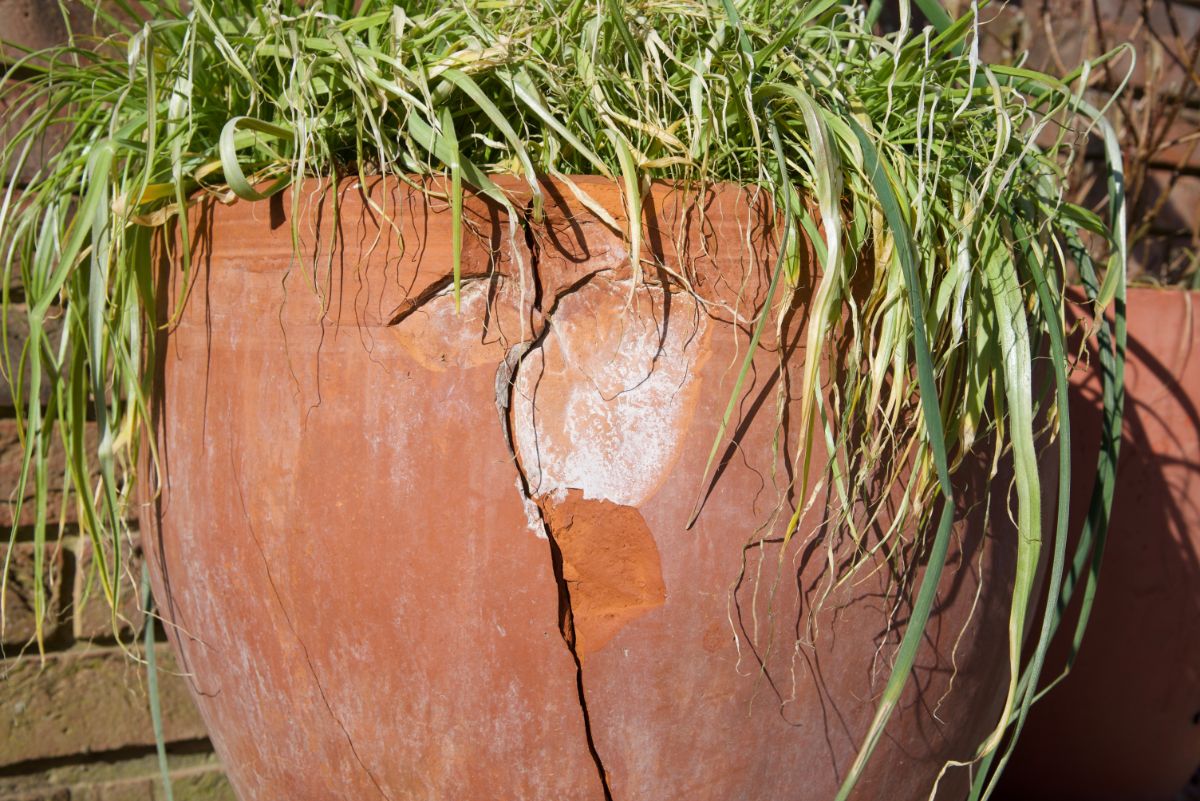 A potted plant that broke over winter