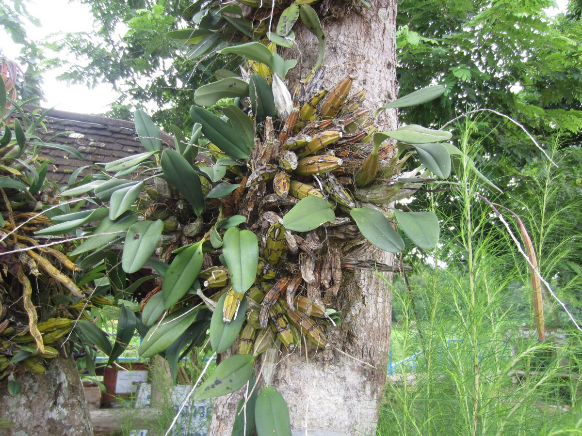 Dendrobium orchid with pseudobulbs growing in a tree