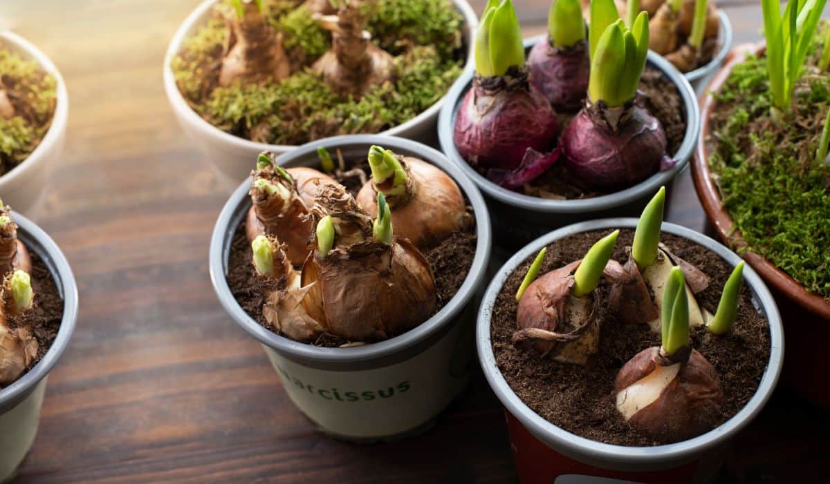 Forced bulbs in plant pots