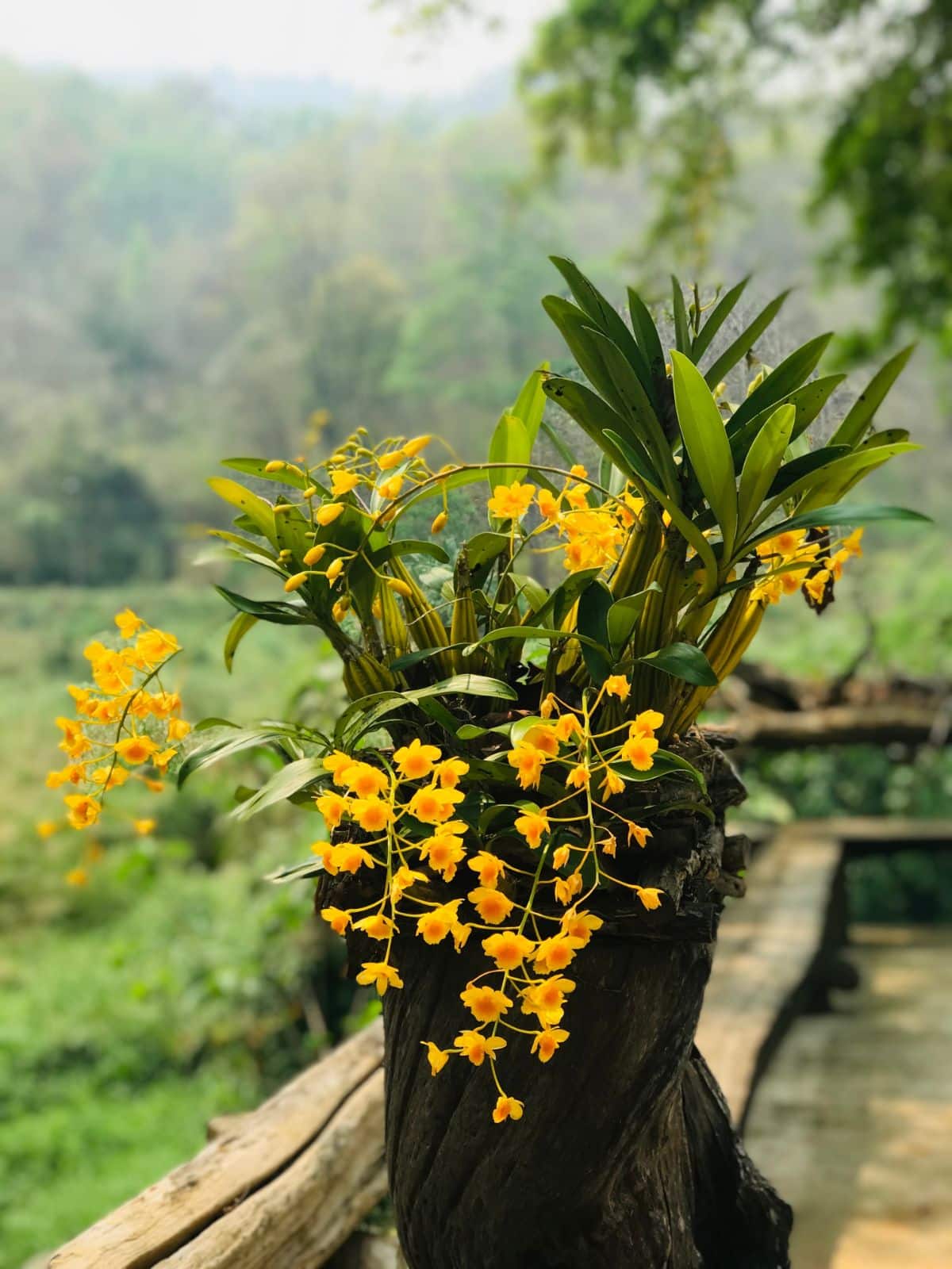Dendrobium orchid with small bright yellow blooms