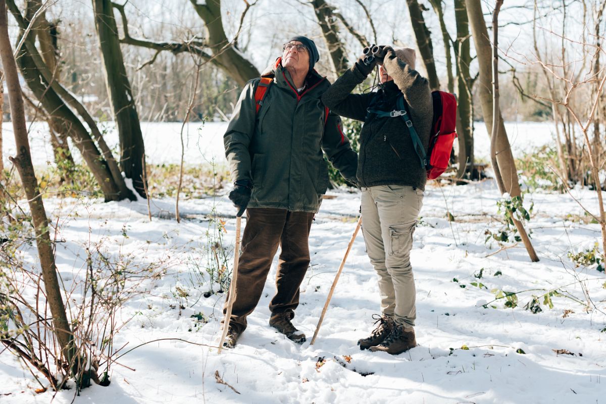 Birders searching a woodland for birds
