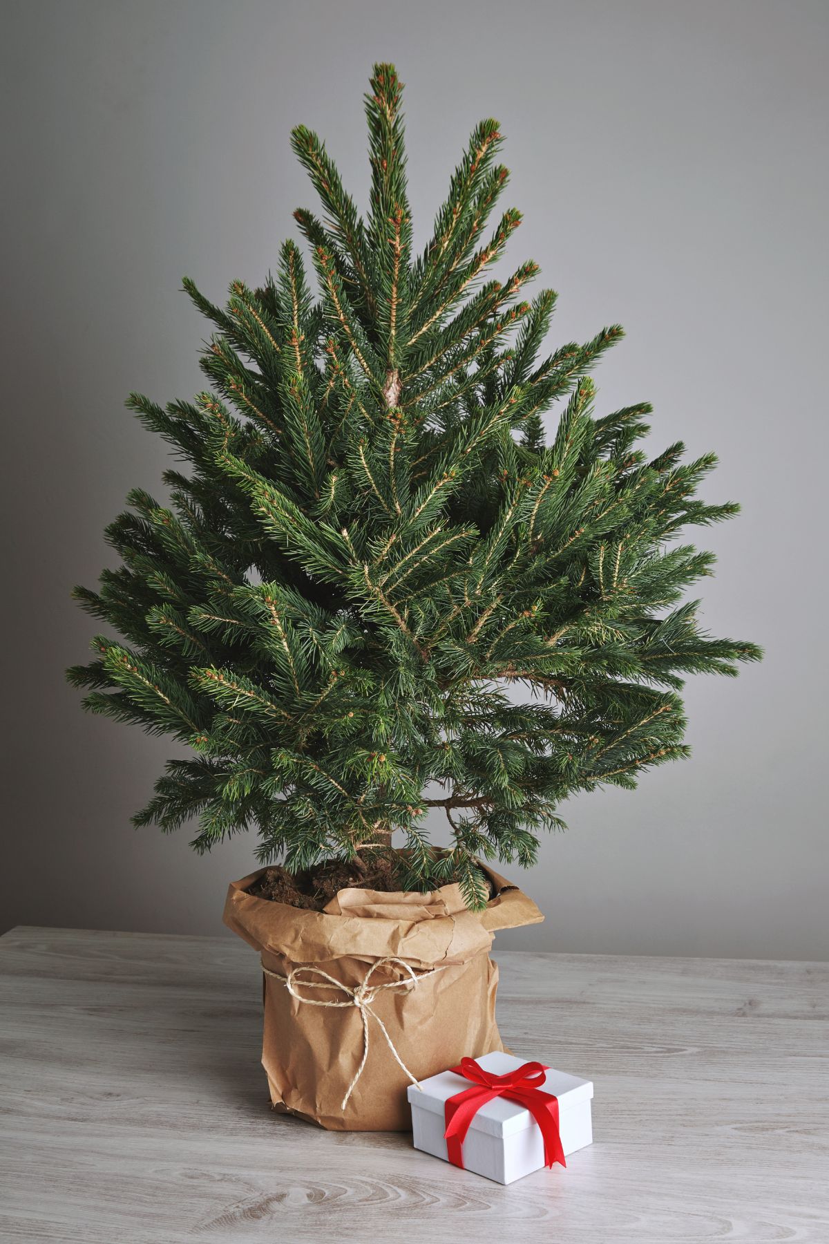 A potted Christmas tree with a gift