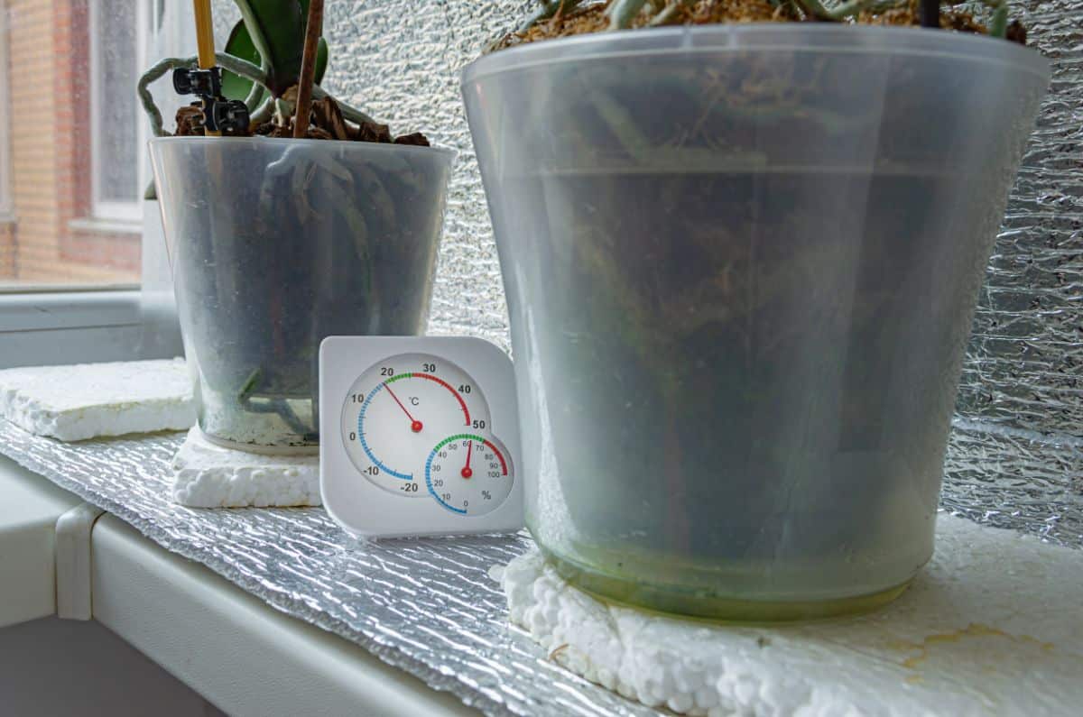 Orchids with a hygrometer to measure humidity