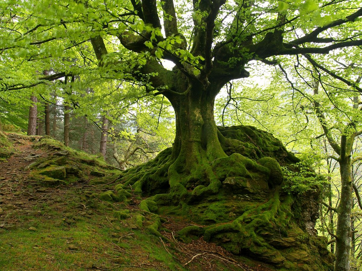 A large mossy European birch tree